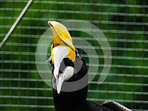 Picture of Hornbill bird / Buceros on a zoo