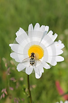 Picture of hoverfly sitting on oxeye daisy herb