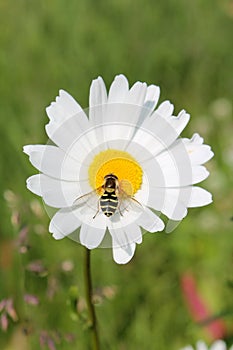 Picture of hoverfly sitting on oxeye daisy herb