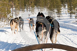 Picture of husky dogs while enjoying a sleigh dog ride