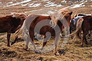 Picture of Icelandic horses running through the field covered in the grass and snow in Iceland
