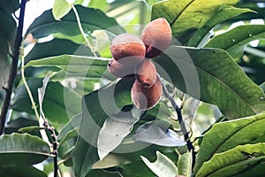 The picture is an Indian fruit locally called bilati gab. photo