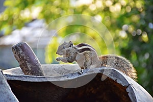 Picture of Indian palm squirrel or three-striped palm squirrel isolated on green blur background. It is a species of rodent in the