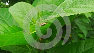 A picture of insect on the leaf