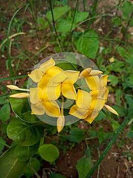 This is the picture of ixoroideae flower.