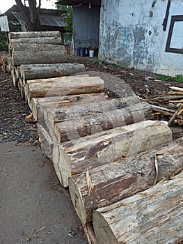 This is a picture of Jabon wood ready to be processed into plywood photo