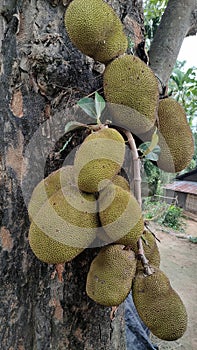 A picture of jackfruit photo