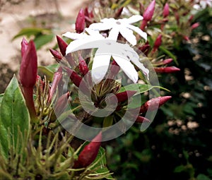 This is a picture of a Jasmine flower.