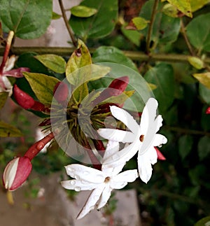 This is a picture of Jasmine flower.