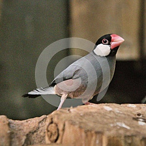A picture of a Java Sparrow