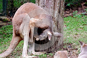 Picture of a kangaroo from the zoo