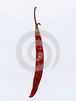 Picture of kashmiri chilli mirch in isolated white background. selective focus