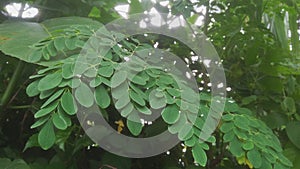 A picture of kelor leaf or moringa oleifera
