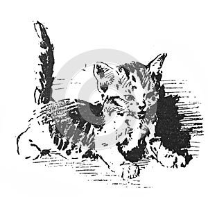 Picture of a kitten in the old book Artistes Modernes, by Goupil, 1881, Paris photo