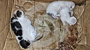 Picture of 4 kittens