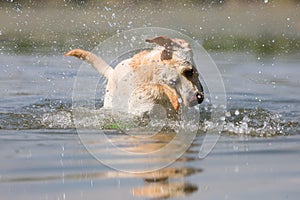 Labrador retriever dog shakes the head in a lake