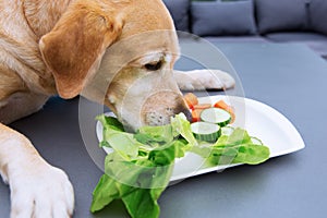 Labrador retriever eats vegetables from a plate