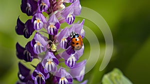 Picture Ladybug on violet lupine flower in summer garden