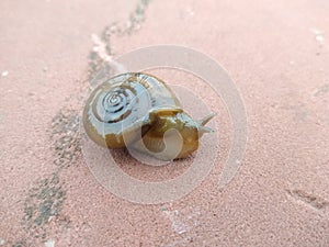 A picture of land snail with blur background ,