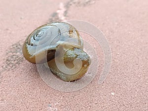 A picture of land snail with blur background ,
