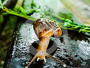 A picture of land snail with blur background ,