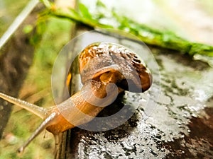 A picture of land snail with blur background ,