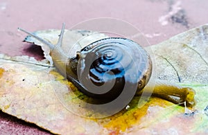 A picture of land snail with blur background ,