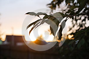 Picture of a large green bush grows near the trees on the sunset background