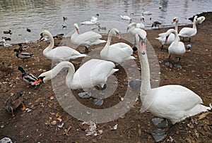 Picture a large number of birds, swans and ducks on the shore, at the water's edge