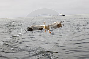 Picture of a large pelican in flight shortly before landing near Walvis Bay in Namibia