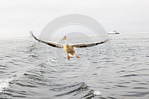 Picture of a large pelican in flight shortly before landing near Walvis Bay in Namibia