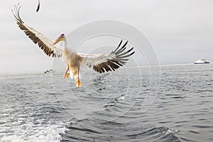 Picture of a large pelican in flight shortly before landing near Walvis Bay in Namibia