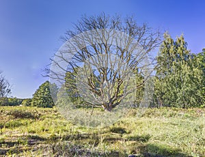 Picture of a large withered tree in a German forest