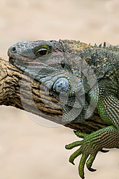 Lazy iguanidae resting on a branch photo