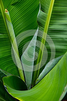 Picture of leaf. Green leaves background wallpaper.