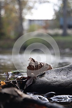 Picture of a leaf on a rock by a creek in Gatlingburg, Tennesse photo