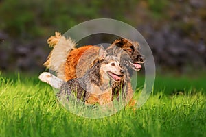 Leonberger and Australian cattledog running on the meadow