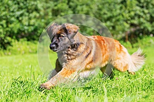 Leonberger dog runs over the meadow