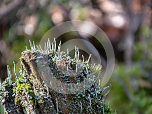 Picture with lichens on an old tree trunk, spring landscape