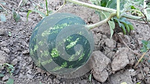 Little watermellon in garden photo