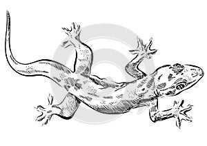 Picture with lizard vector. Graphics on white background