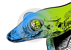 Picture with lizard vector. Graphics on white background