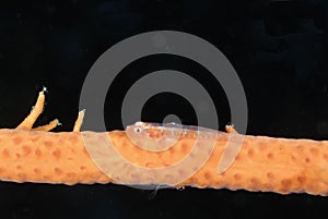 A picture of a loki whip goby