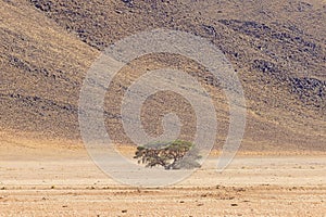 Picture of a lonely acacia tree in a dry desert landscape in Namibia during the day