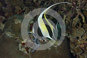 A picture of a longfin bannerfish