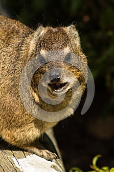 Picture of a lovely dassie