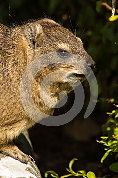 Picture of a lovely dassie