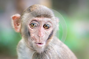 Picture of the Macaque Rhesus babiy wondering