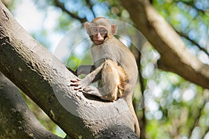 Picture of the Macaque Rhesus baby