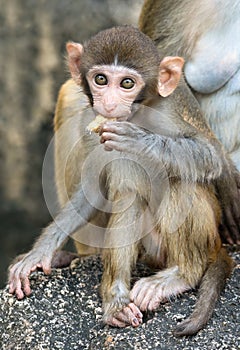 Picture of the Macaque Rhesus baby eating